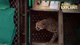 Explained | Is India's Project Cheetah going awry? What's causing deaths of big cats?
