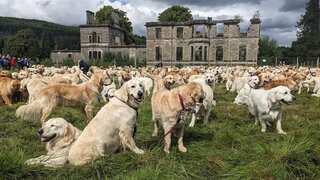 A treat for dog lovers: Nearly 500 golden retrievers gather to celebrate breed's anniversary in Scotland