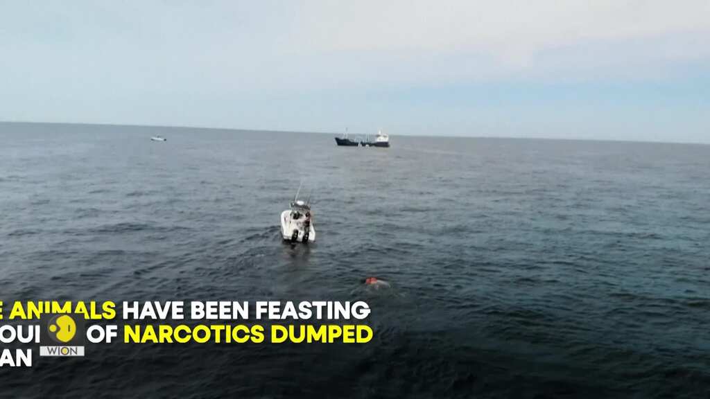 Are sharks off Florida coast high on cocaine?