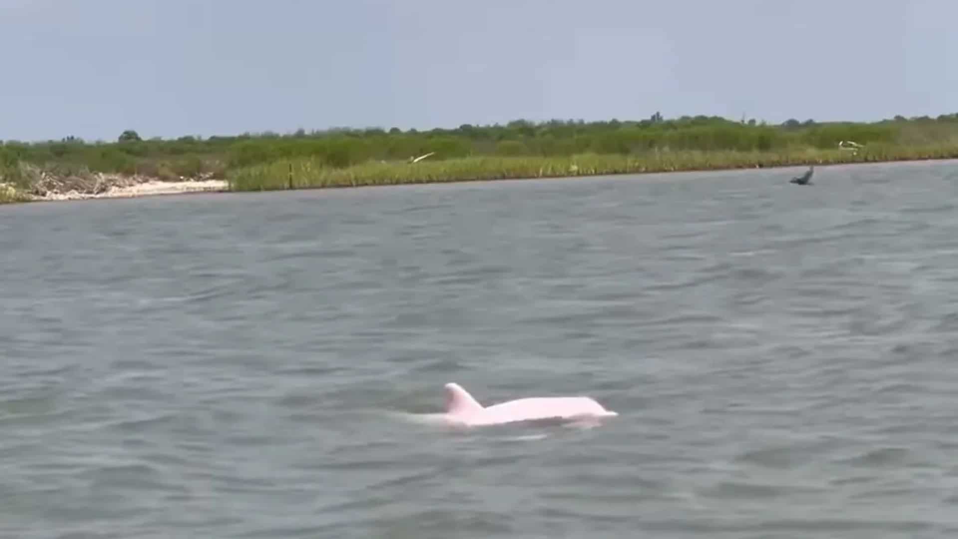 WATCH | Pink dolphins make a splash in Louisiana waters, leaving social media stunned WATCH | Pink dolphins make a splash in Louisiana waters, leaving social media stunned