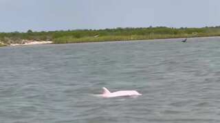 WATCH | Pink dolphins make a splash in Louisiana waters, leaving social media stunned