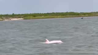 WATCH | Pink dolphins make a splash in Louisiana waters, leaving social media stunned
