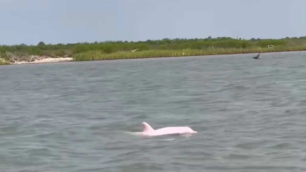 WATCH | Pink dolphins make a splash in Louisiana waters, leaving social media stunned