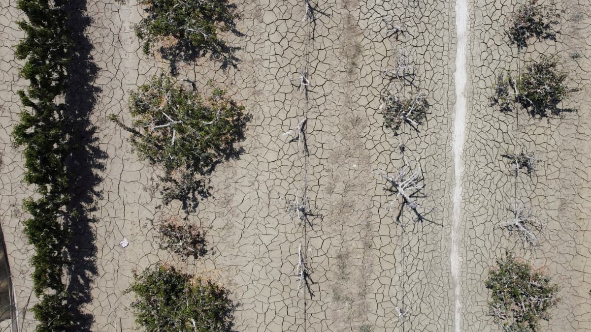 Heat wave further ruins crops