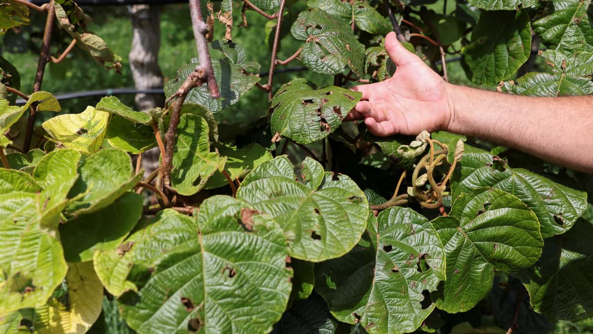 Farmer still tries to salvage his farm