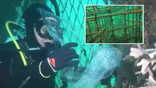 Australia: Mesmerising seahorses released into 'seahorse hotels'