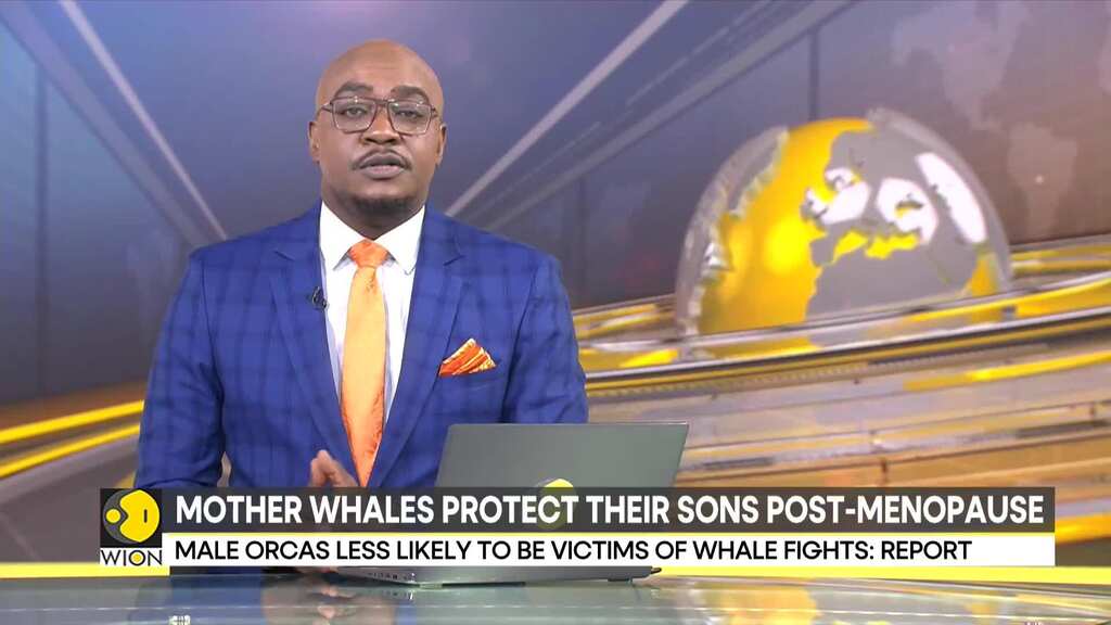 Orca moms protect their sons from social injury, but not their daughters: Study