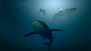 US woman’s dream trip to Indonesia ends in tragedy as shark devours her after strong currents sweep her away