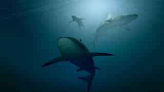 US woman’s dream trip to Indonesia ends in tragedy as shark devours her after strong currents sweep her away