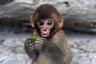 Watch: Monkey creates chaos in Pakistan court, keeps officials on toes for 20 hours
