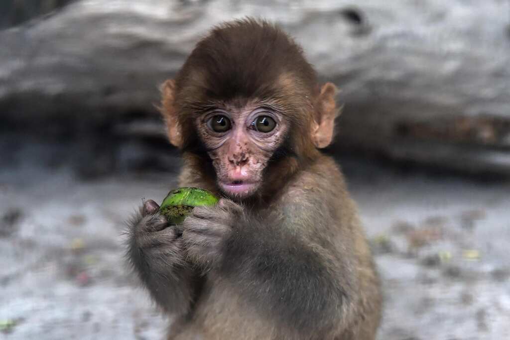 Watch: Monkey creates chaos in Pakistan court, keeps officials on toes for 20 hours