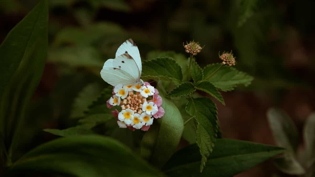 Painted lady butterflies defy the odds, first evidence shows it crossed an ocean