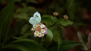 Painted lady butterflies defy the odds, first evidence shows it crossed an ocean