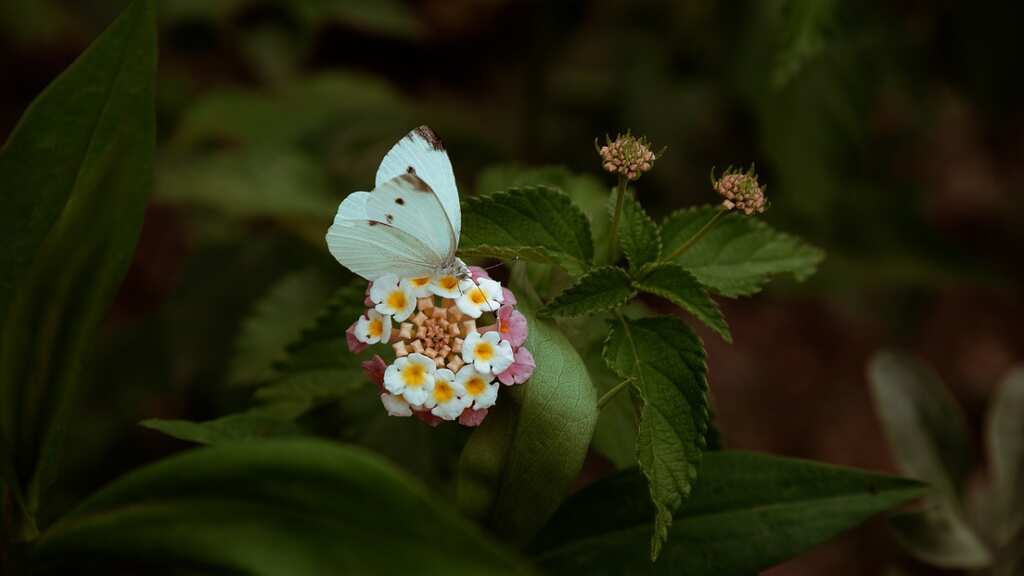 Lighter-coloured butterflies at highest risk due to climate warming, say scientists