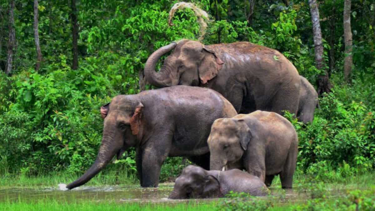 South American weed gives Indian elephants a run for their habitat South American weed gives Indian elephants a run for their habitat