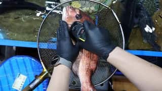 Radioactive Fukushima fish found ahead of Japan's release of treated water from nuclear plant