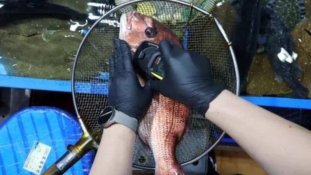 Radioactive Fukushima fish found ahead of Japan's release of treated water from nuclear plant