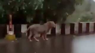 WATCH: Lion takes a stroll amid downpour in Indian state of Gujarat