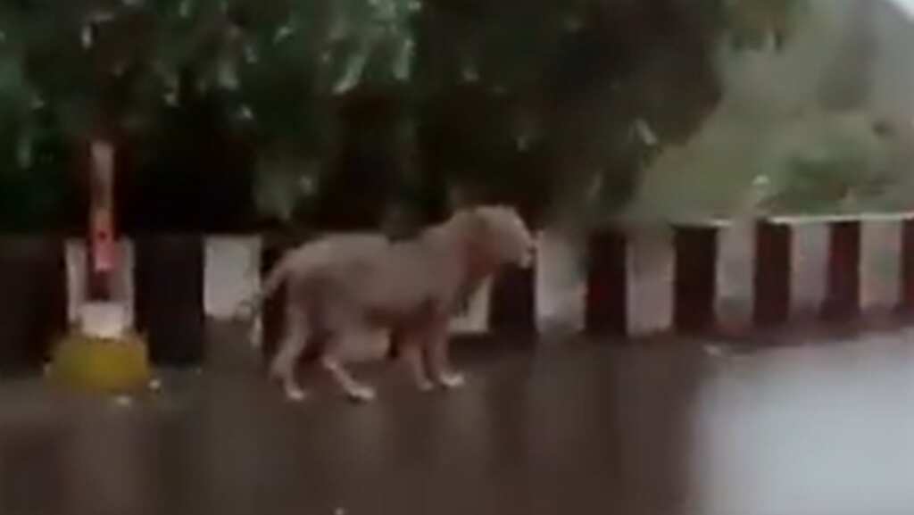 WATCH: Lion takes a stroll amid downpour in Indian state of Gujarat