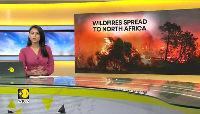 Wildfires kill 25 in Algeria as heatwave sweeps North Africa