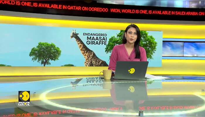 Masaai giraffes declared endangered