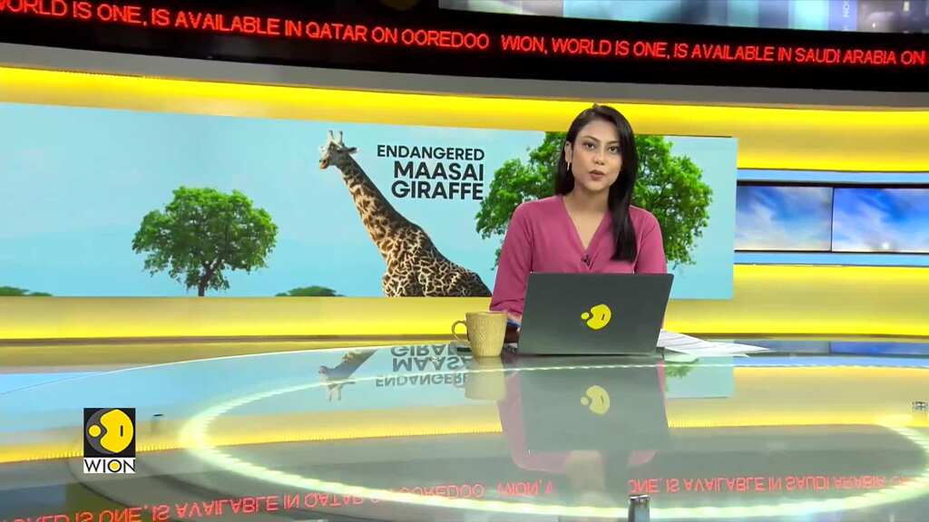 Masaai giraffes declared endangered