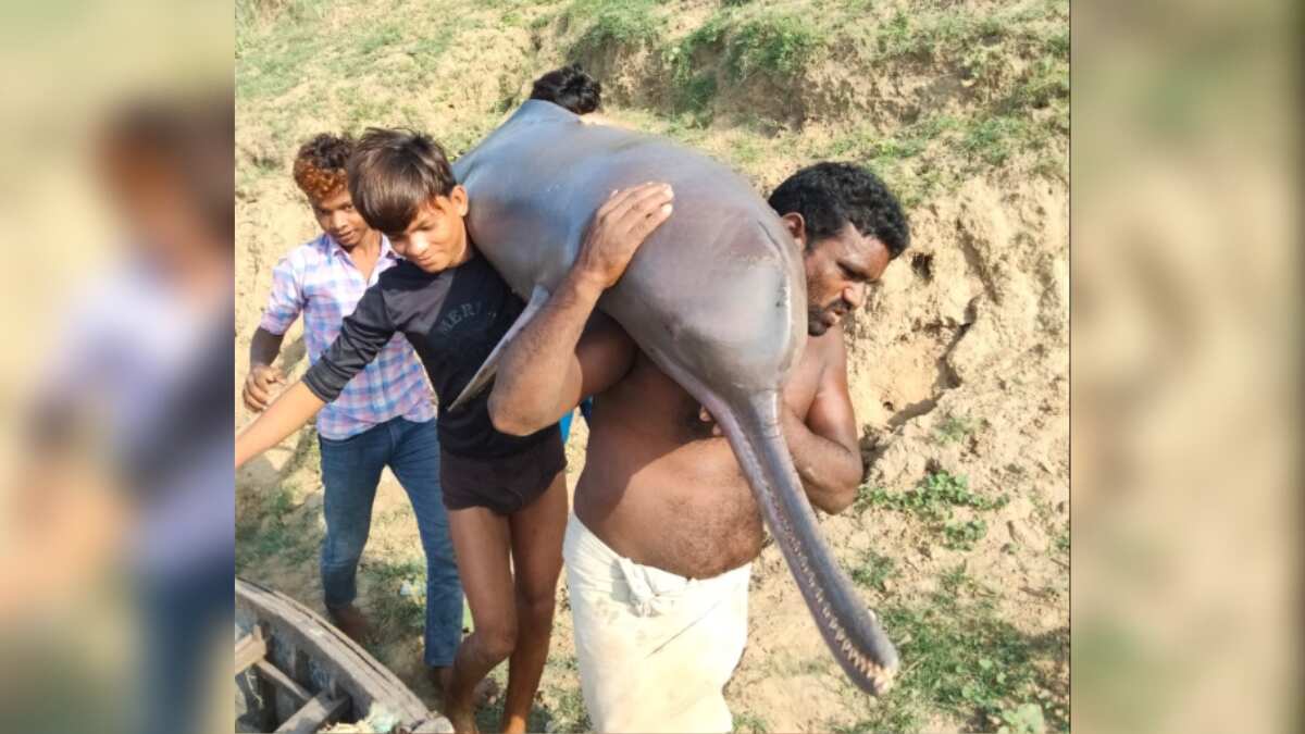 India: Fishermen eat dolphin after accidentally catching it, police nab one