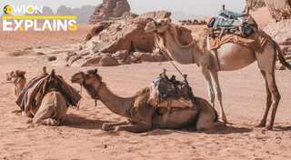 Explained | What is Middle East Respiratory Syndrome Coronavirus infection detected in a UAE man?