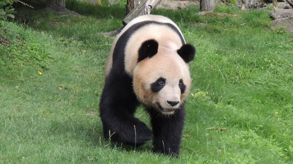 WATCH | Paris bids adieu to Yuan Meng as first France-born panda heads to China