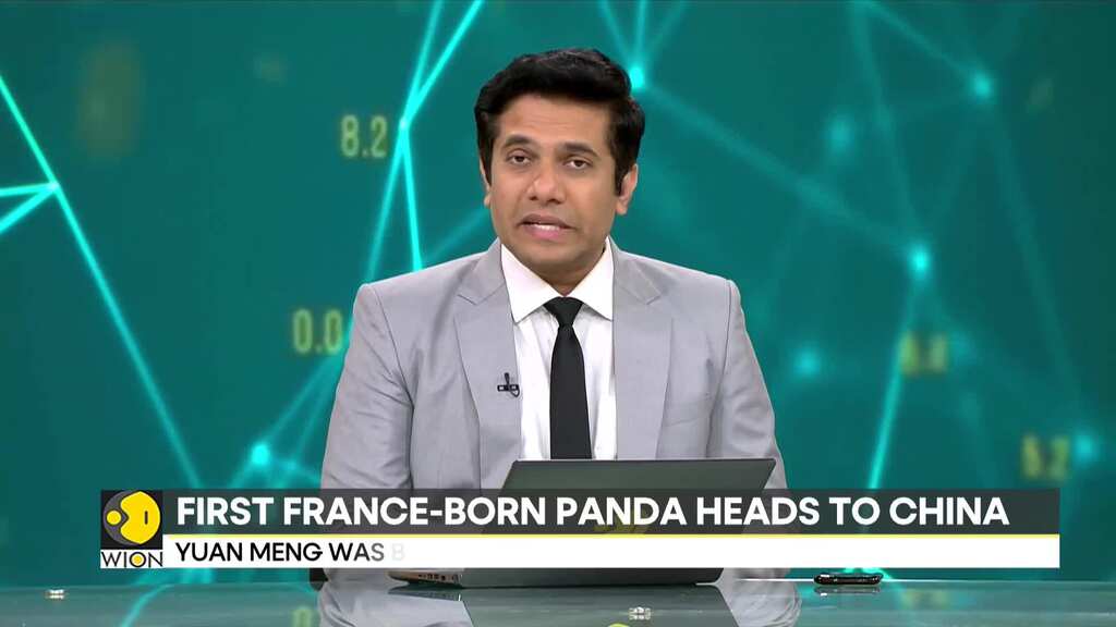Yuan is the first son of the first panda loaned to France by China