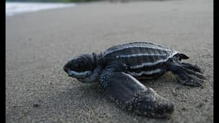Gabon releases tender for Africa’s first 'debt-for-nature swap': What is it?