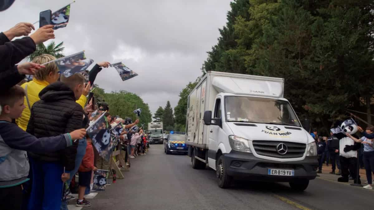 France-born panda heads to China after an emotional farewell France-born panda heads to China after an emotional farewell