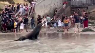 WATCH | Beachgoers run in all directions as aggressive sea lions come charging