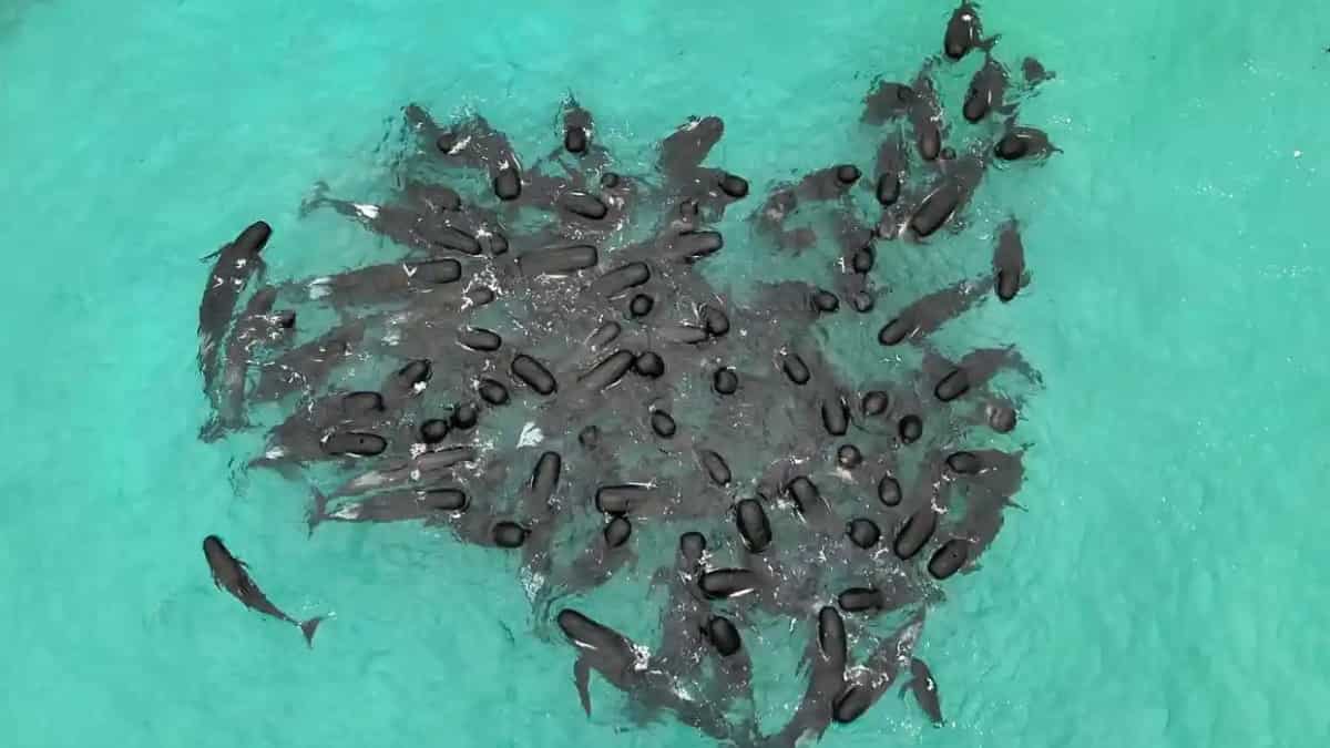 Scientists baffled as pilot whales form a 'heart' before mass stranding in Australia