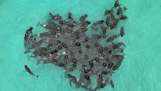 Scientists baffled as pilot whales form a 'heart' before mass stranding in Australia