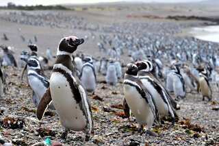 More than 2,000 dead penguins wash ashore in Uruguay, cause remains unknown