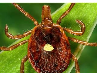 What is alpha-gal syndrome? Tick-borne meat allergy on the rise in US