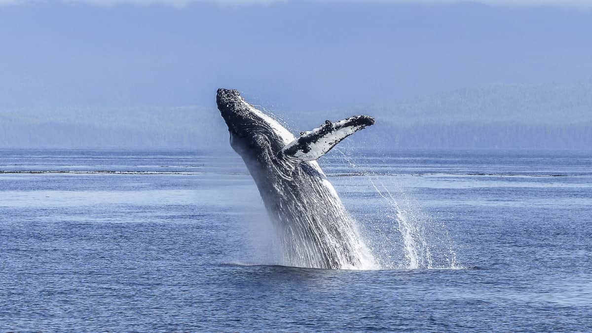 'Whale Ballet': Man captures rare synchronised 3 humpbacks jump in unison 'Whale Ballet': Man captures rare synchronised 3 humpbacks jump in unison