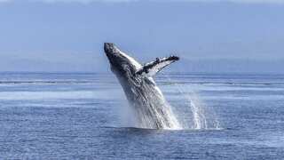 'Whale Ballet': Man captures rare synchronised 3 humpbacks jump in unison