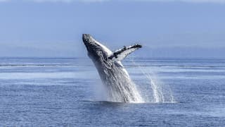 'Whale Ballet': Man captures rare synchronised 3 humpbacks jump in unison
