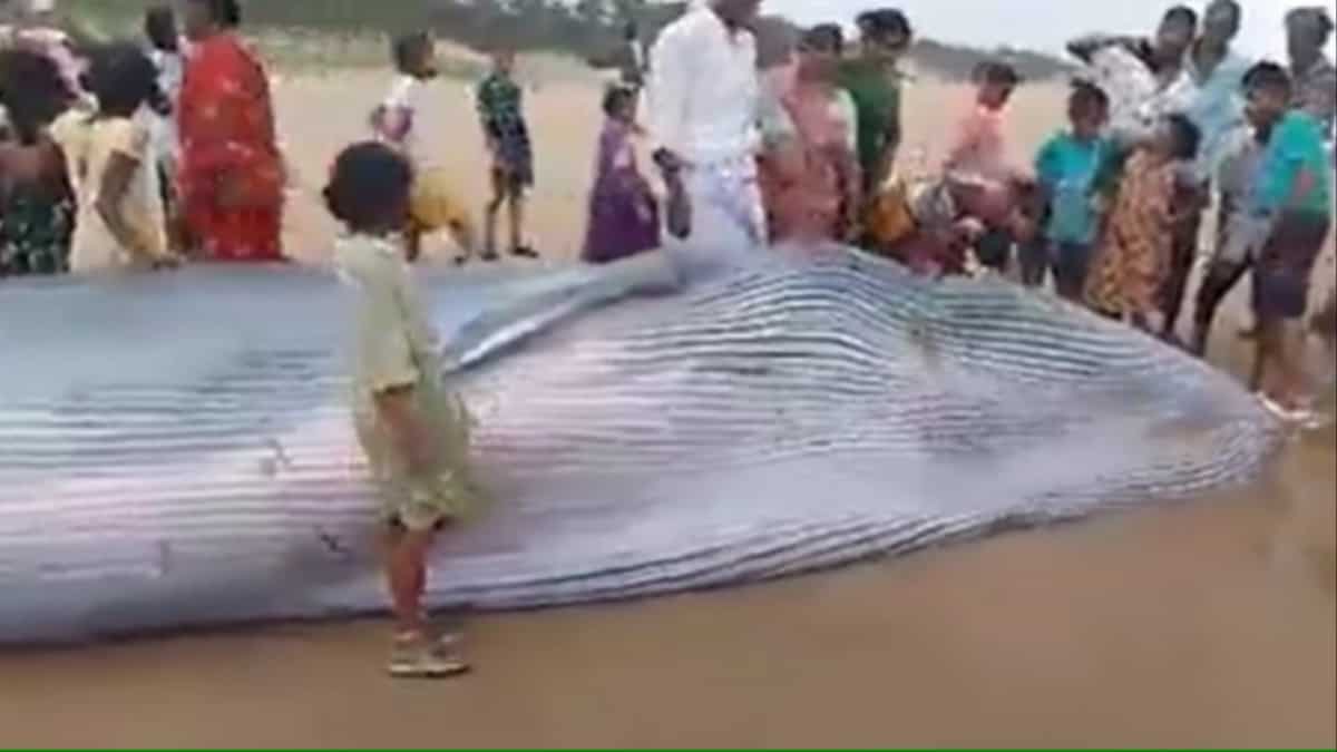 India Blue whale washes ashore in Andhra Pradesh as state battles