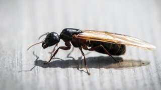 Flying ants swarm in Teesside: Here's everything you need to know about them