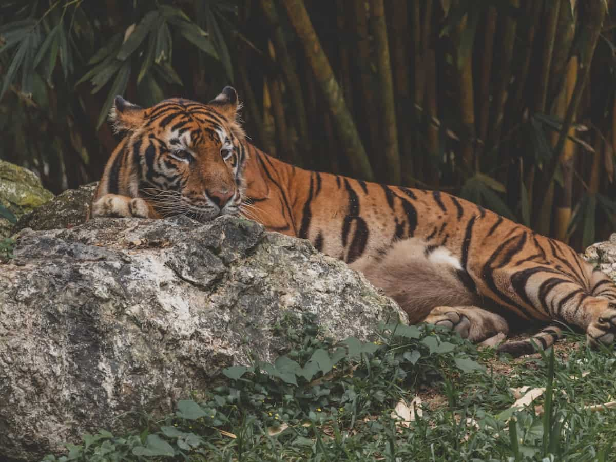 Bhutan's roaring success in tiger conservation steals the spotlight ...