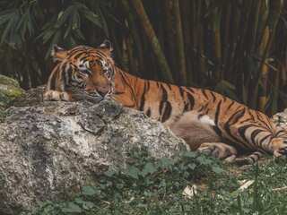 Bhutan's roaring success in tiger conservation steals the spotlight, numbers register a huge jump