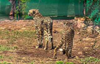 India: Officials at Kuno national park struggle to trace cheetah after radio collar stops working