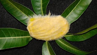 Mango pits or pets | Chinese raising hairy seeds like dogs and cats, grooming their 'hair'