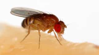 Scientists make 'virgin births' without males possible for fruit flies