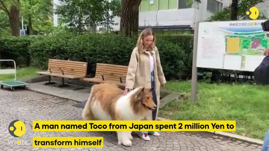 A Japanese man spends two Million Yen to become a dog