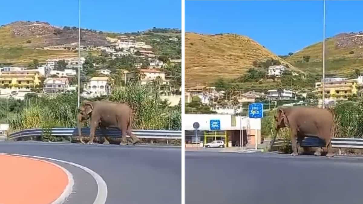 WATCH | Elephant spotted outside Italian supermarket after escaping from circus