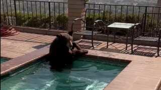 WATCH | US: Bear found chilling in backyard swimming pool to 'beat the heat' in California